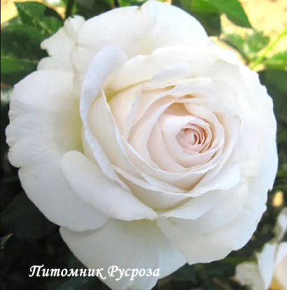 ADABLAROP (ELVIS, 2004)