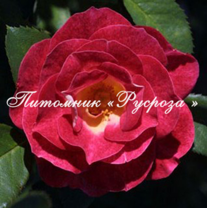 ALINE MAYRISCH ROSE
