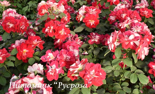 ALINE MAYRISCH ROSE