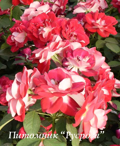ALINE MAYRISCH ROSE