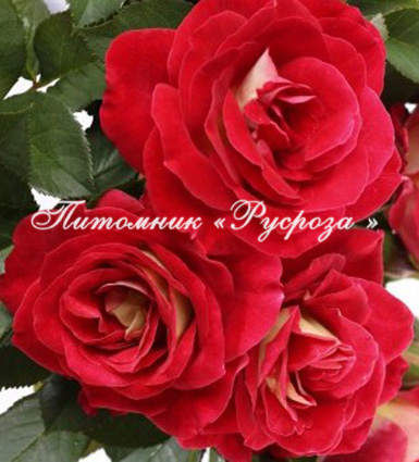 ALINE MAYRISCH ROSE