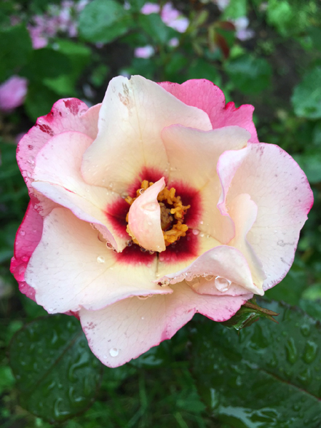 ALISSAR, PRINCESS OF PHOENICIA (HARSIDON)