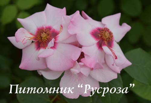 ALISSAR, PRINCESS OF PHOENICIA (HARSIDON)