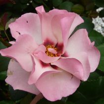 ALISSAR, PRINCESS OF PHOENICIA (HARSIDON)