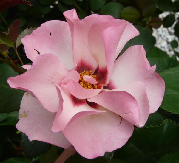 ALISSAR, PRINCESS OF PHOENICIA (HARSIDON)