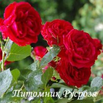 ЛЕТНИЕ ЗВЕЗДЫ