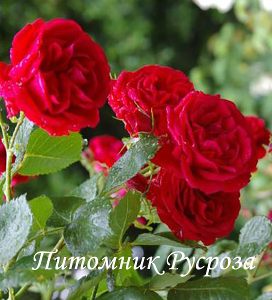 ЛЕТНИЕ ЗВЕЗДЫ