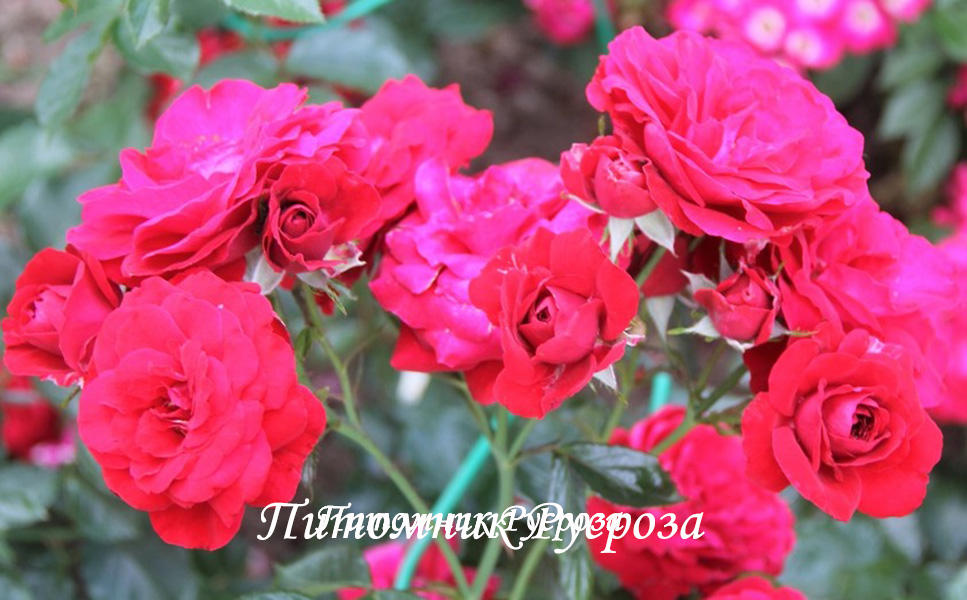 ЛЕТНИЕ ЗВЕЗДЫ