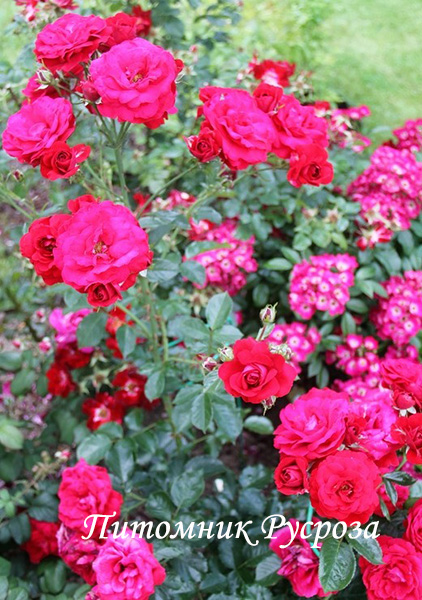 ЛЕТНИЕ ЗВЕЗДЫ