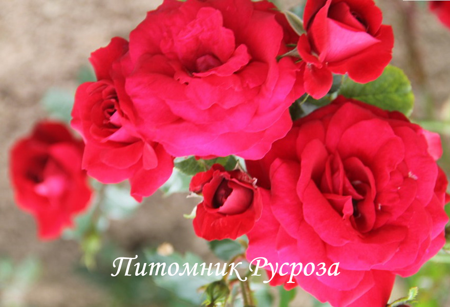 ЛЕТНИЕ ЗВЕЗДЫ