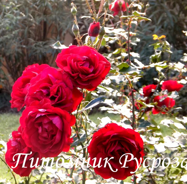 ЛЕТНИЕ ЗВЕЗДЫ