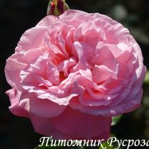 МАЙОР ГАГАРИН