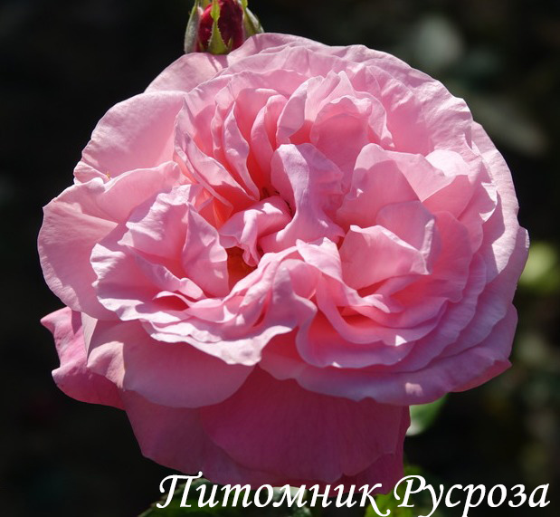 МАЙОР ГАГАРИН