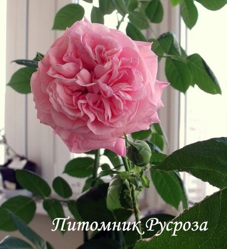 МАЙОР ГАГАРИН