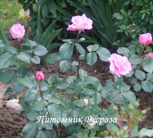 МАЙОР ГАГАРИН