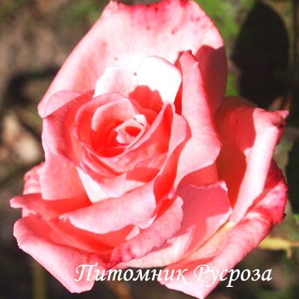 МАЙОР ГАГАРИН