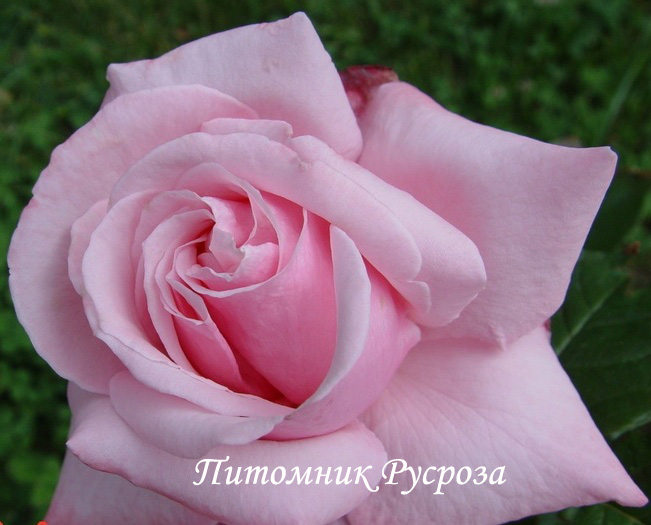 МАЙОР ГАГАРИН