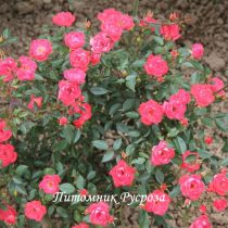 МАЛЬЧИК С ПАЛЬЧИК