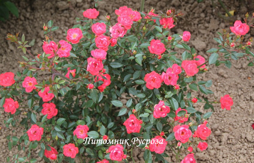 МАЛЬЧИК С ПАЛЬЧИК