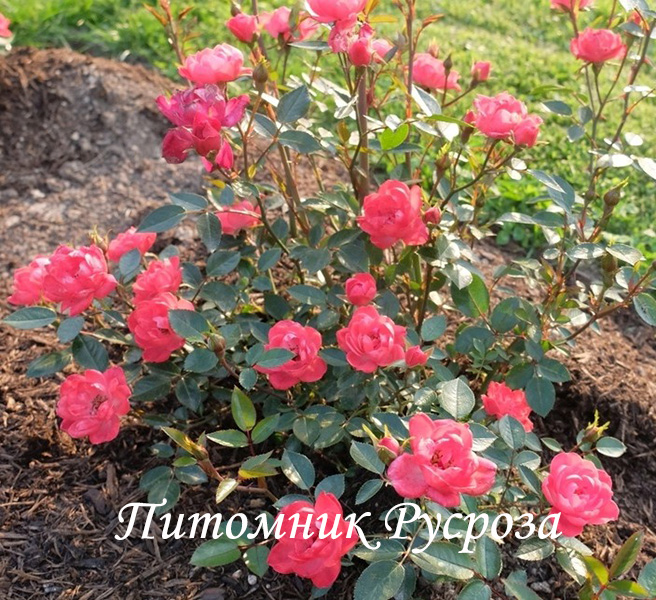 МАЛЬЧИК С ПАЛЬЧИК