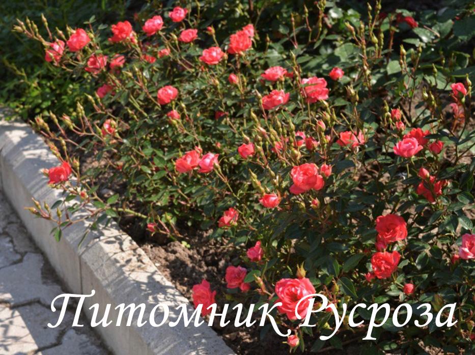 МАЛЬЧИК С ПАЛЬЧИК