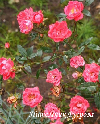 МАЛЬЧИК С ПАЛЬЧИК