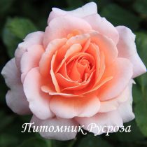 МАРИНА СТЕВЕН