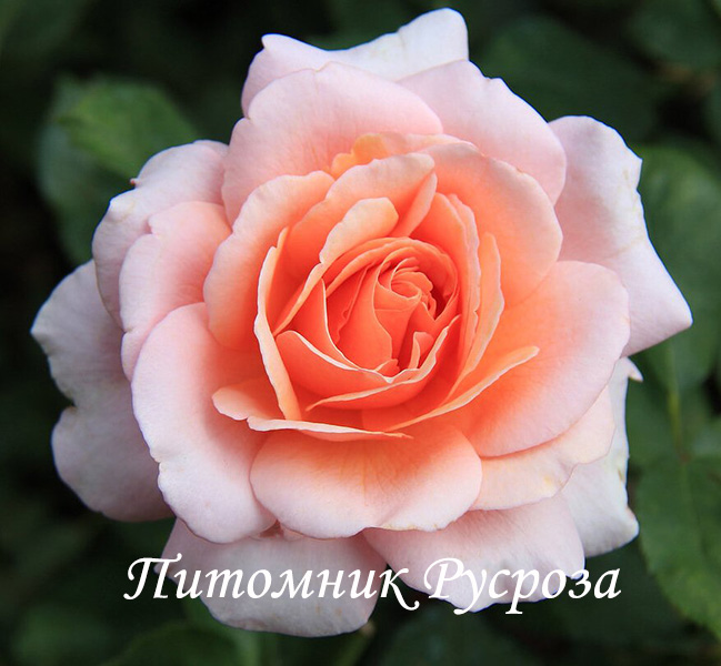 МАРИНА СТЕВЕН