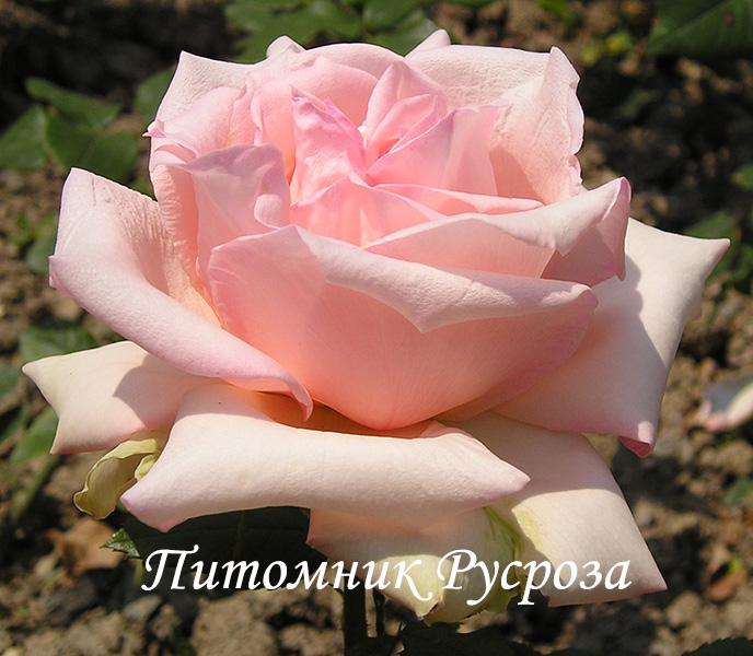 МАРИНА СТЕВЕН