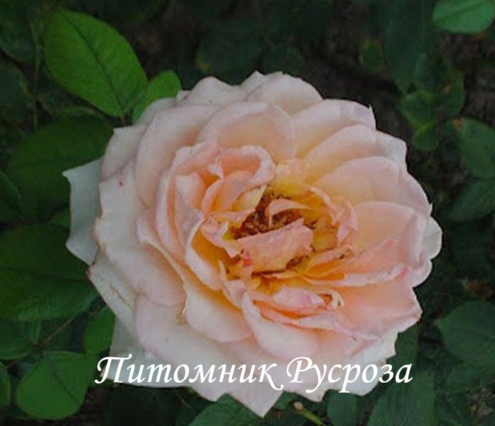 МАРИНА СТЕВЕН