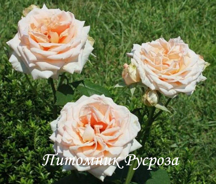 МАРИНА СТЕВЕН