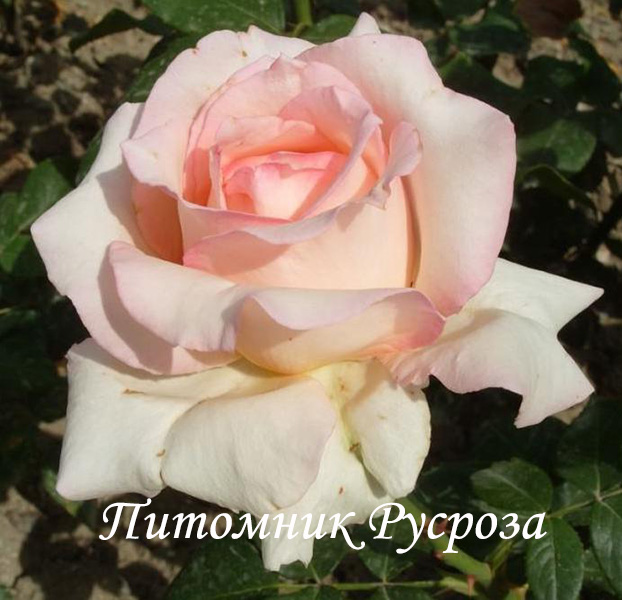 МАРИНА СТЕВЕН