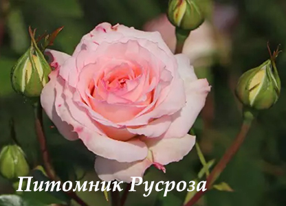 BELLE ROSE (BELAMI)