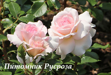 BELLE ROSE (BELAMI)