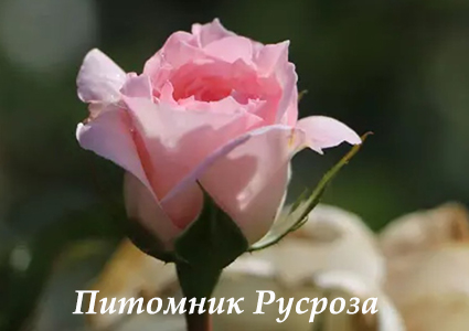 BELLE ROSE (BELAMI)