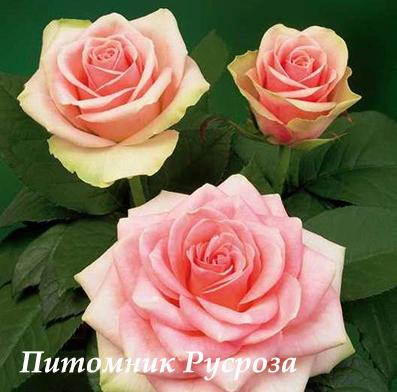 BELLE ROSE (BELAMI)