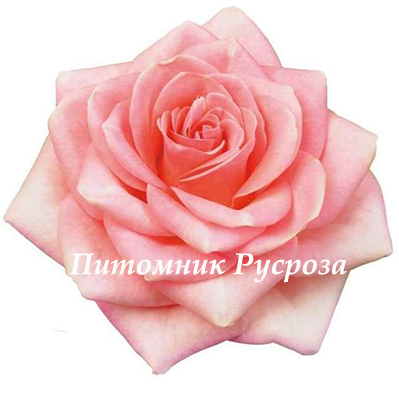 BELLE ROSE (BELAMI)