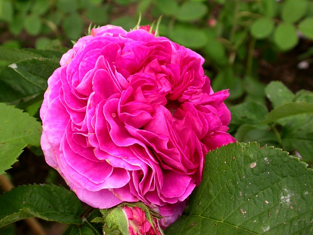 CHARLES DE MILLS