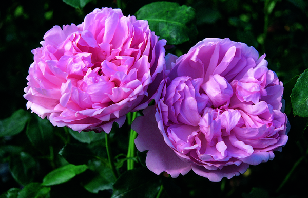 CHARLES RENNIE MACKINTOSH