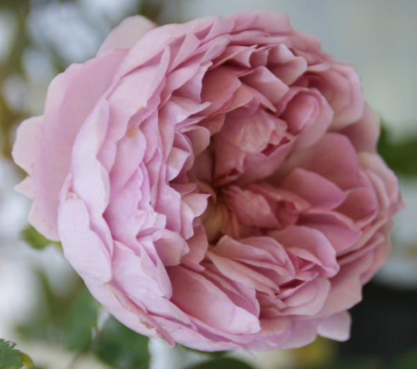 CHARLES RENNIE MACKINTOSH