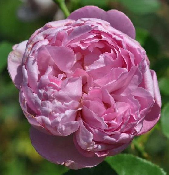 CHARLES RENNIE MACKINTOSH