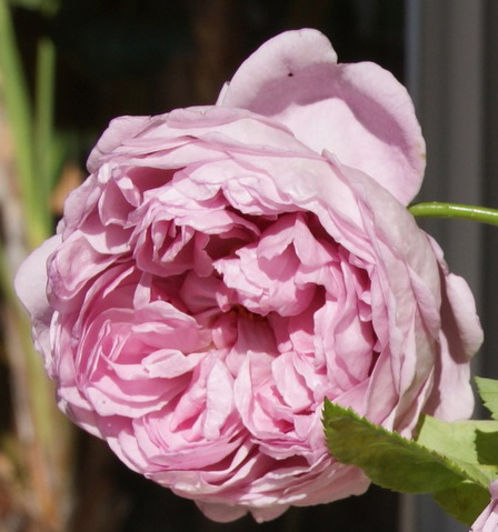 CHARLES RENNIE MACKINTOSH