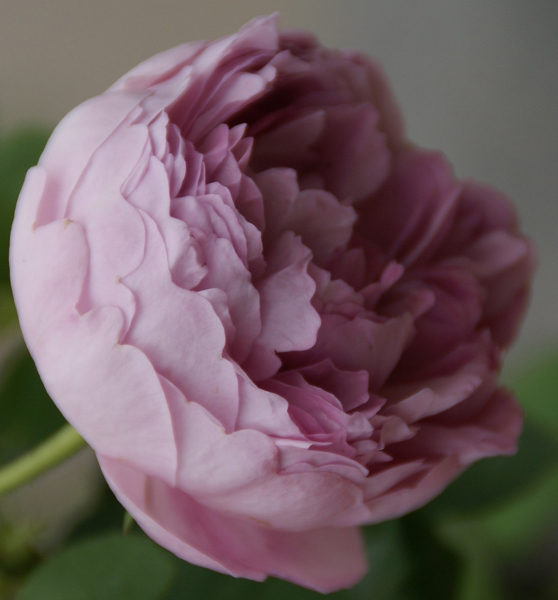 CHARLES RENNIE MACKINTOSH