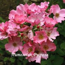 МОТЫЛЕК (1975)