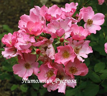 МОТЫЛЕК (1975)