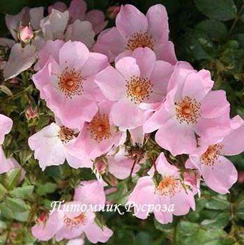 МОТЫЛЕК (1975)