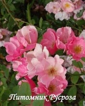 МОТЫЛЕК (1975)