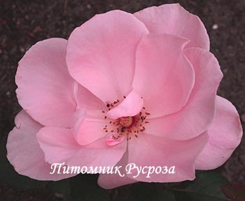 МОТЫЛЕК (1975)