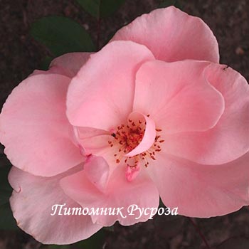 МОТЫЛЕК (1975)