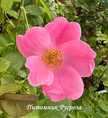 МОТЫЛЕК (1975)